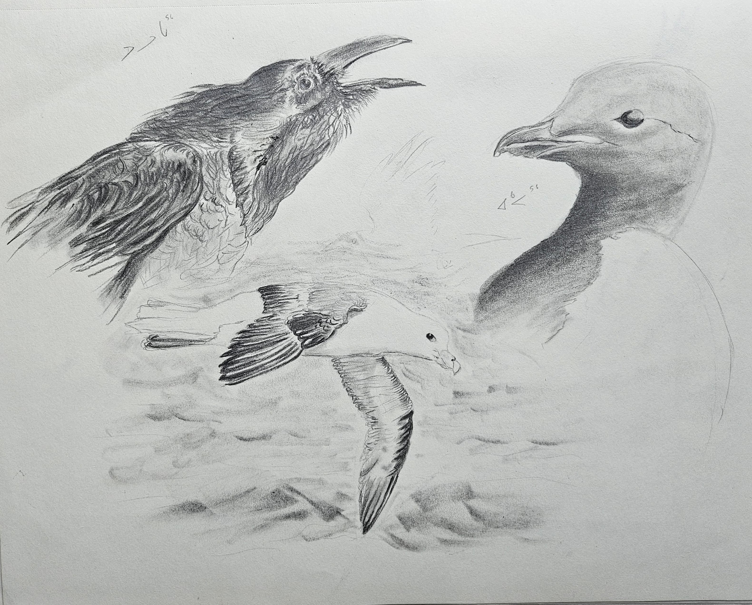 Corbo Fulmar Akpa