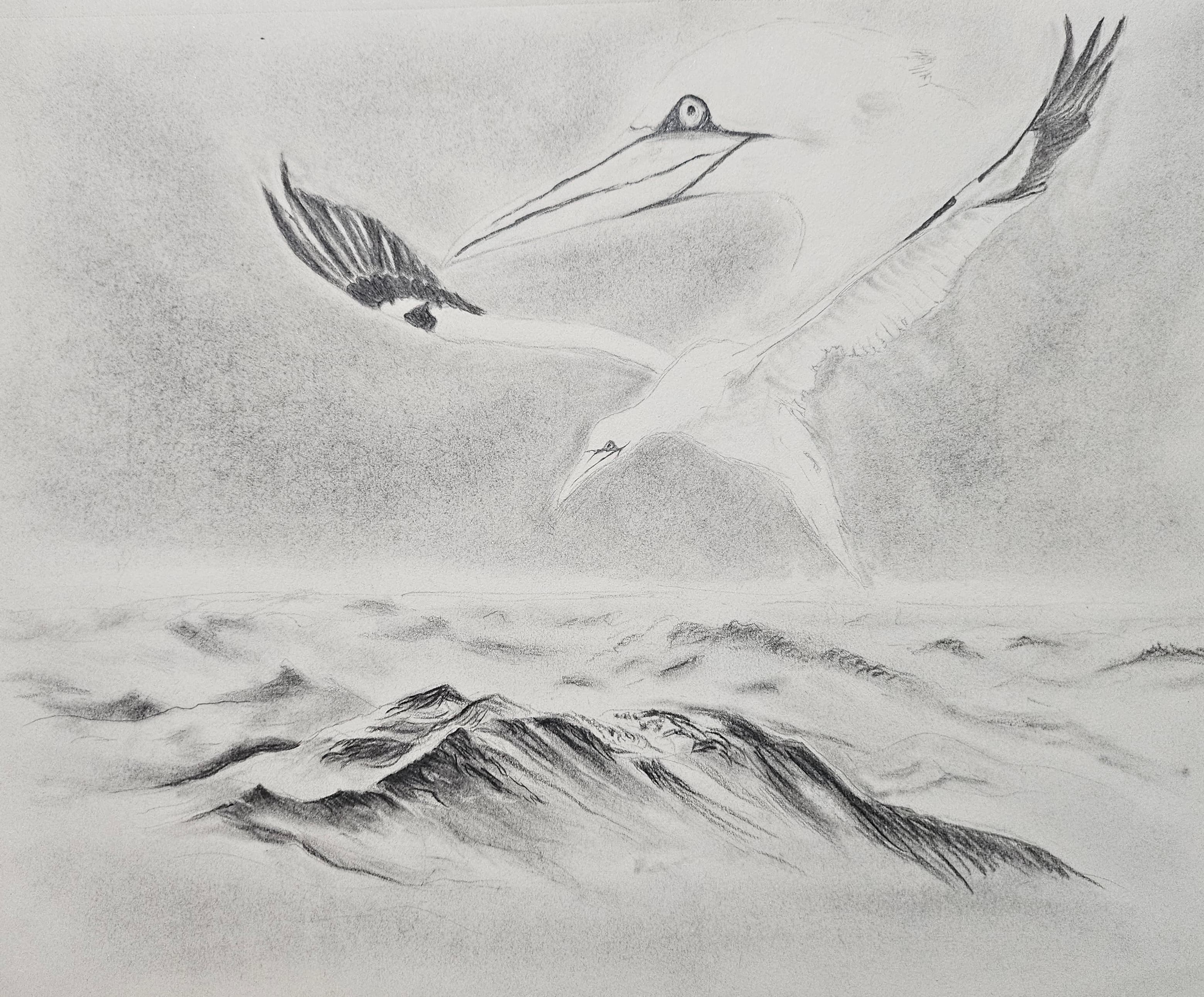 Gannet