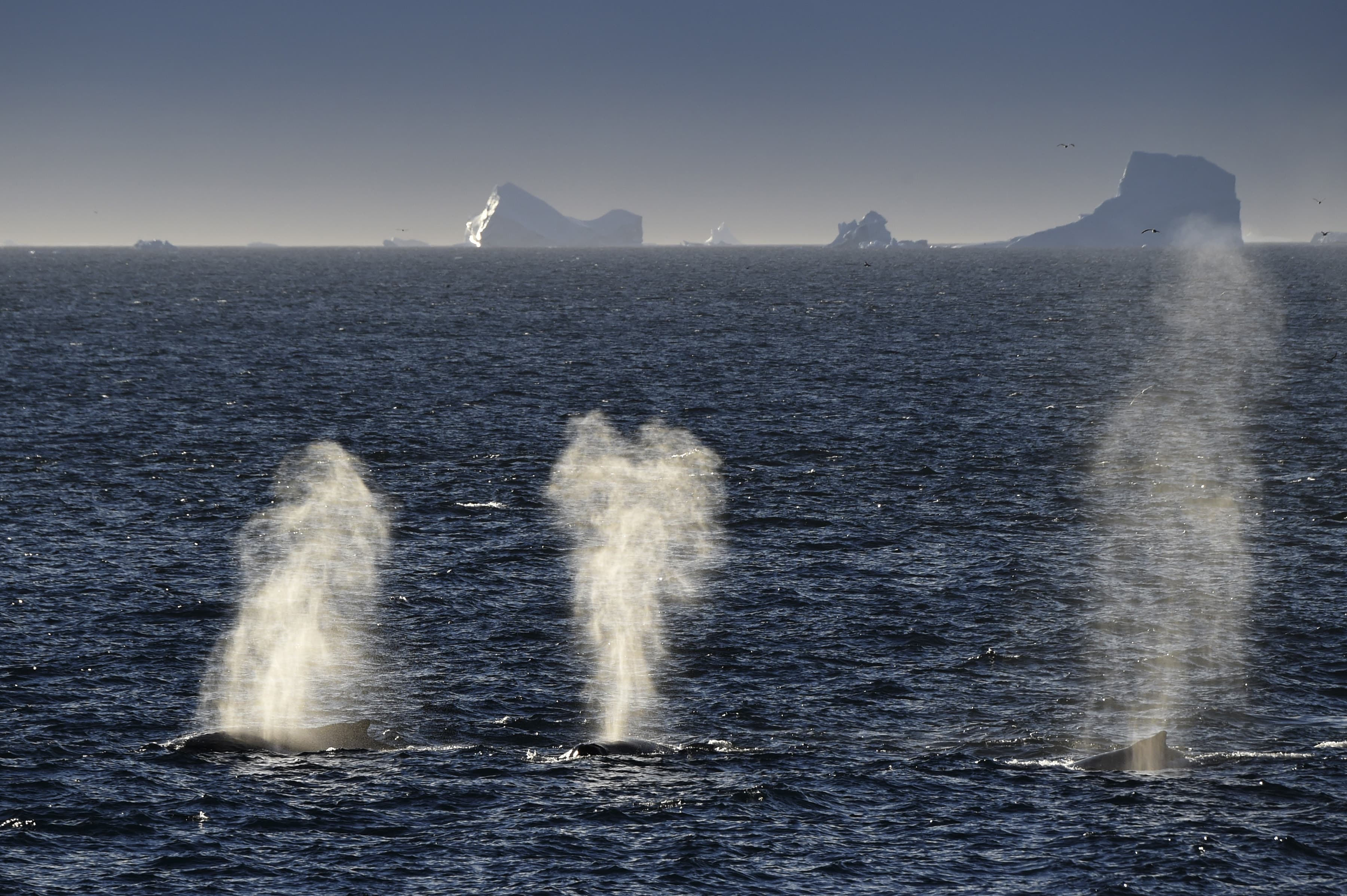 Nuage rorqual min