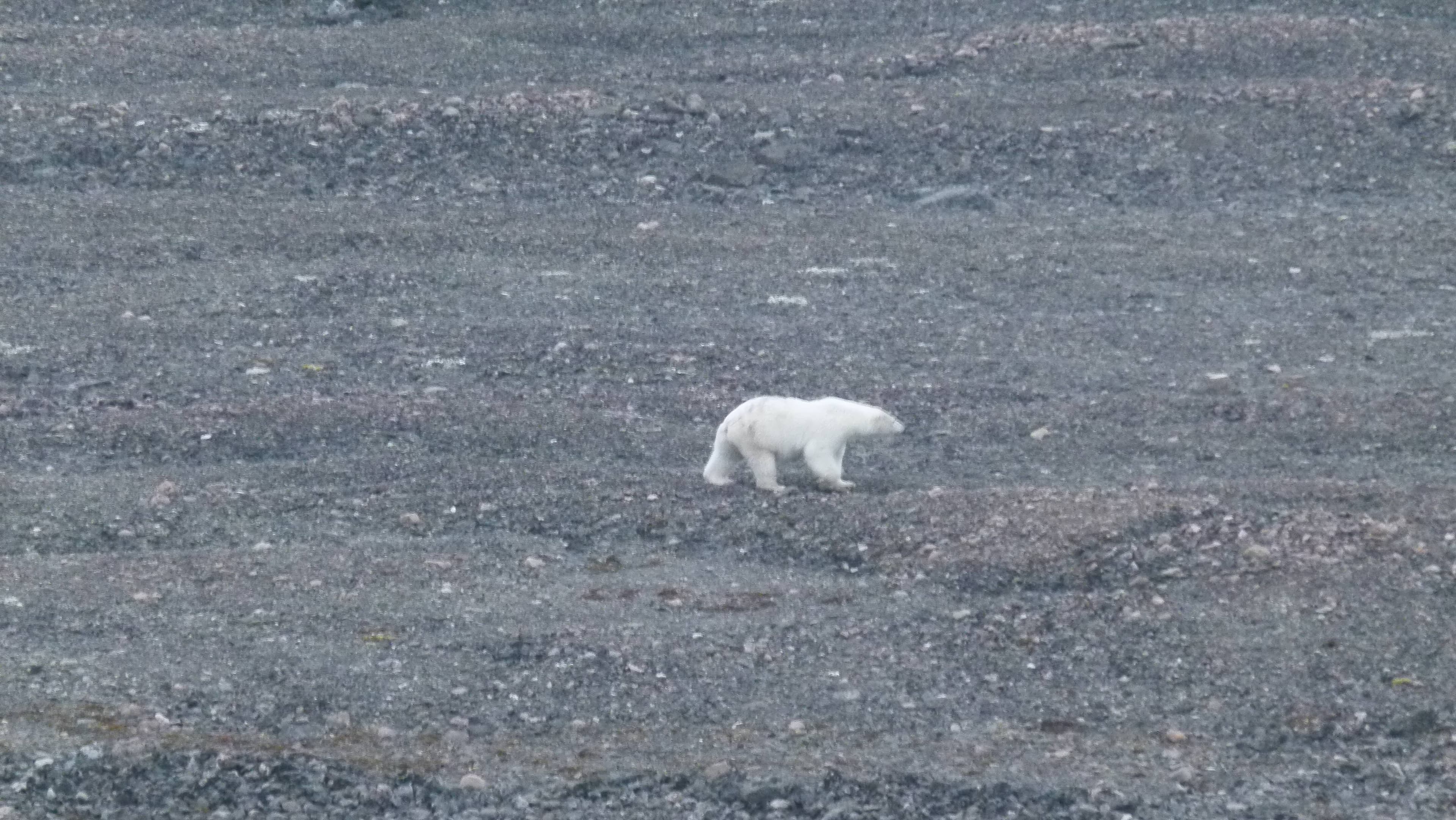 Nanuk 4.jpeg