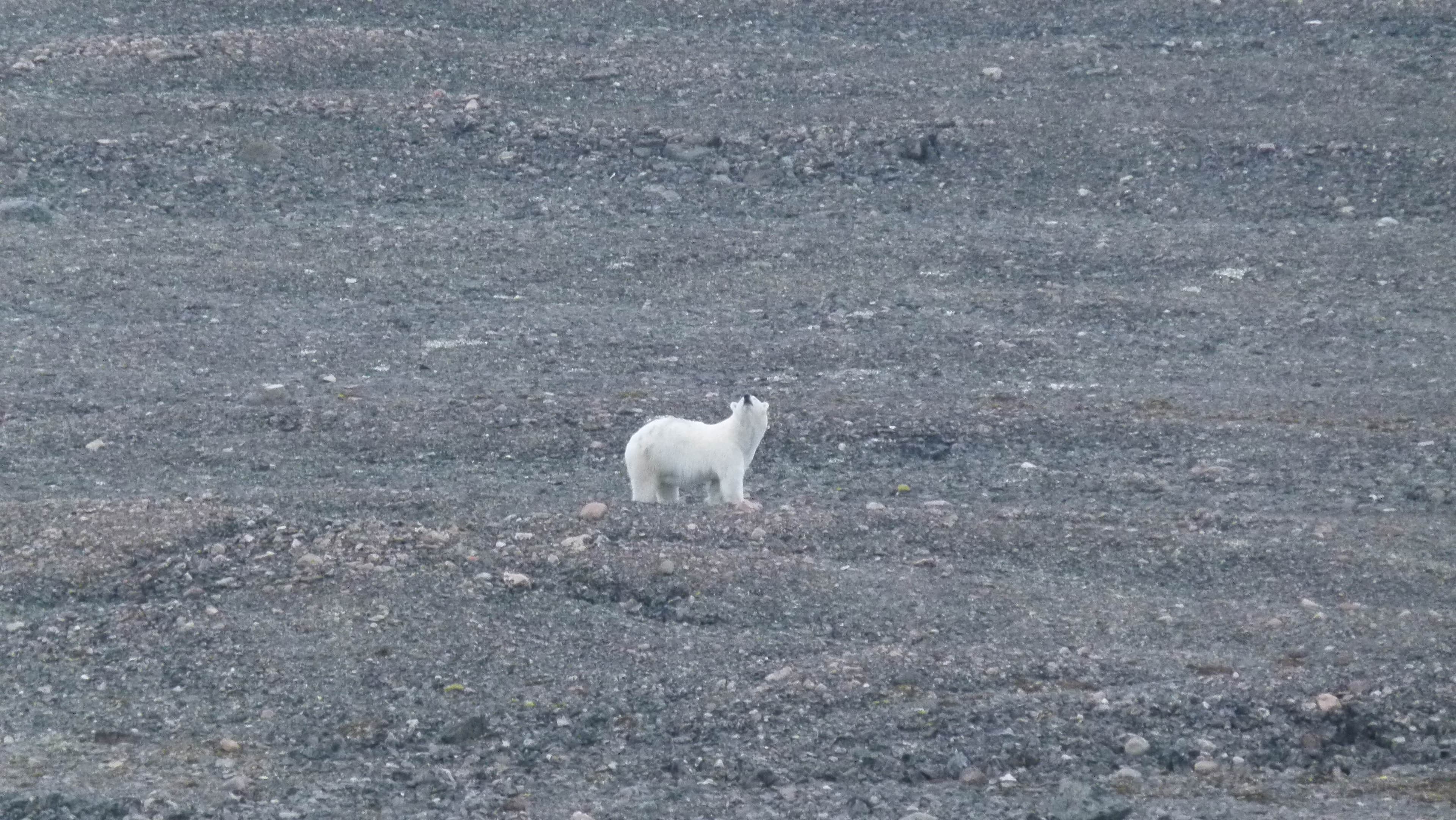 Nanuk 0.jpg