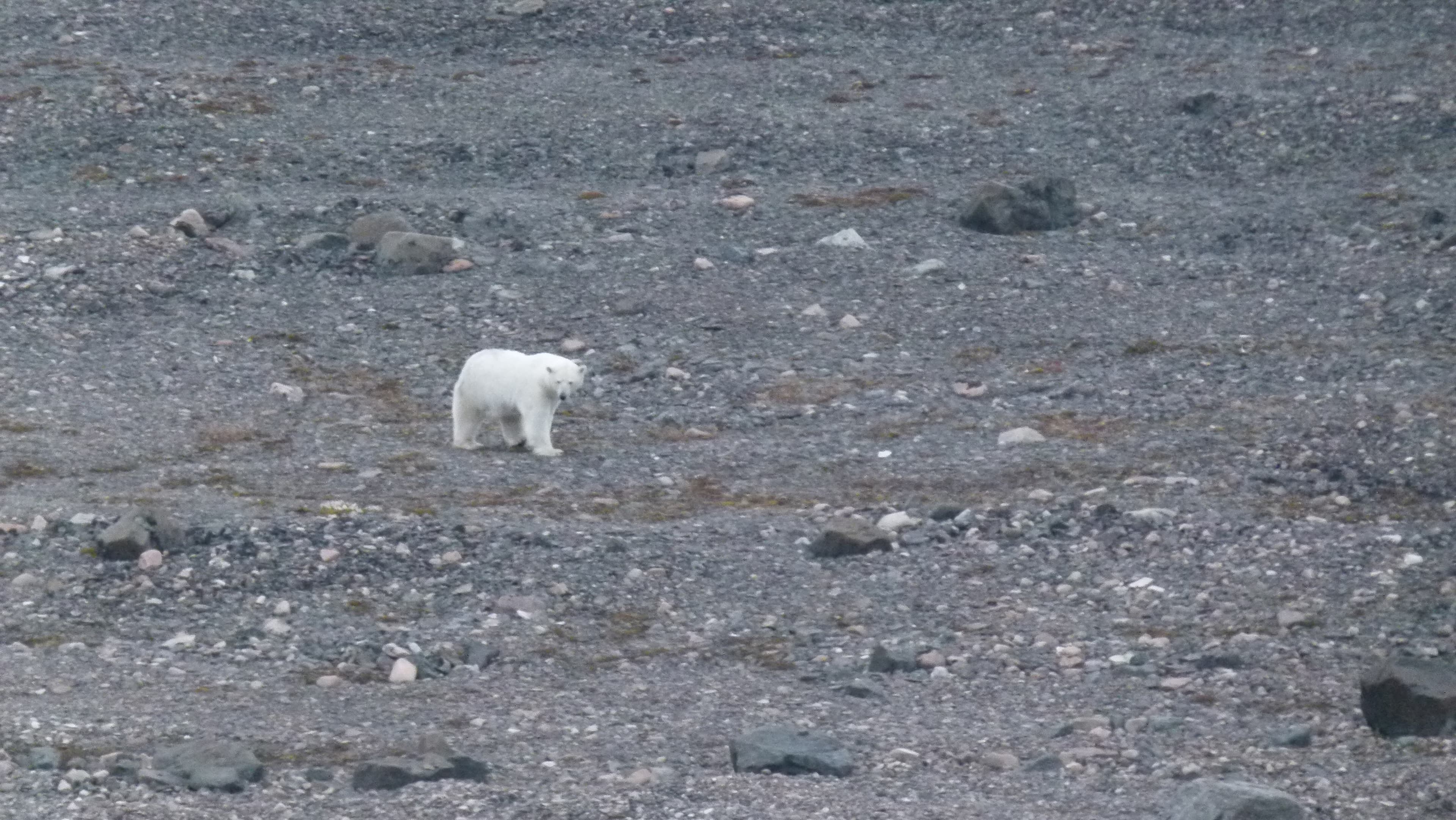 Nanuk 2.jpeg