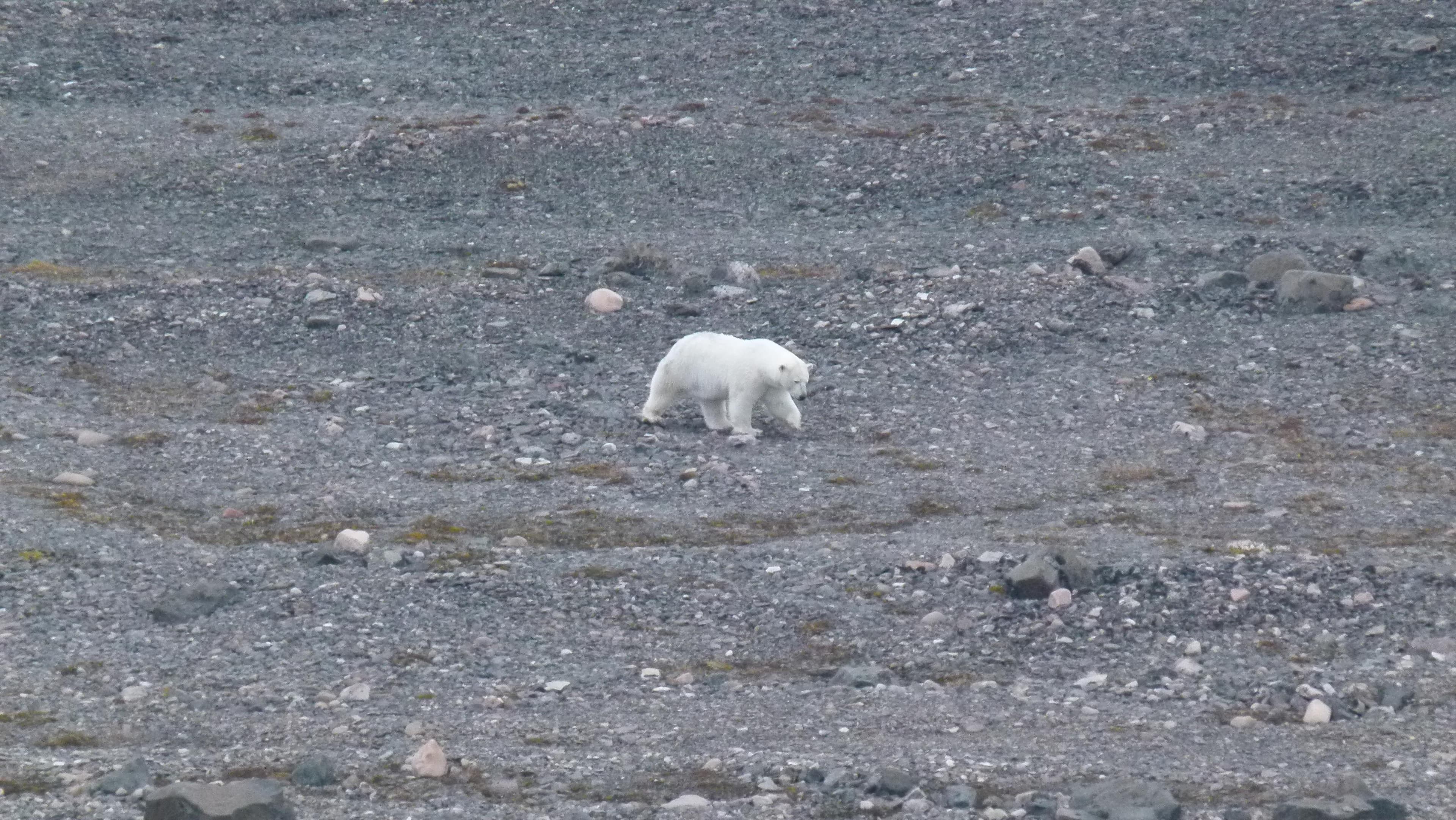 Nanuk 3.jpeg