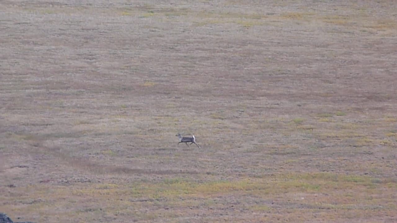 Caribou-zoomAR.jpg