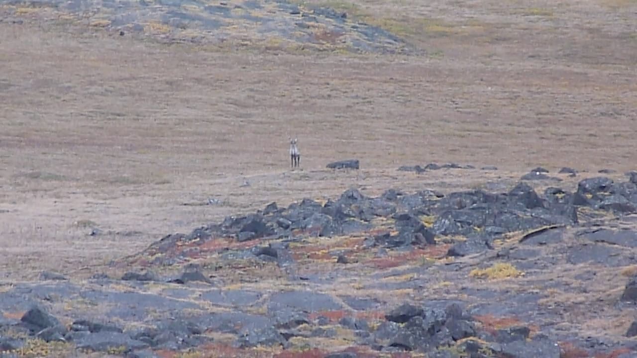 Caribou-zoomARface.jpg