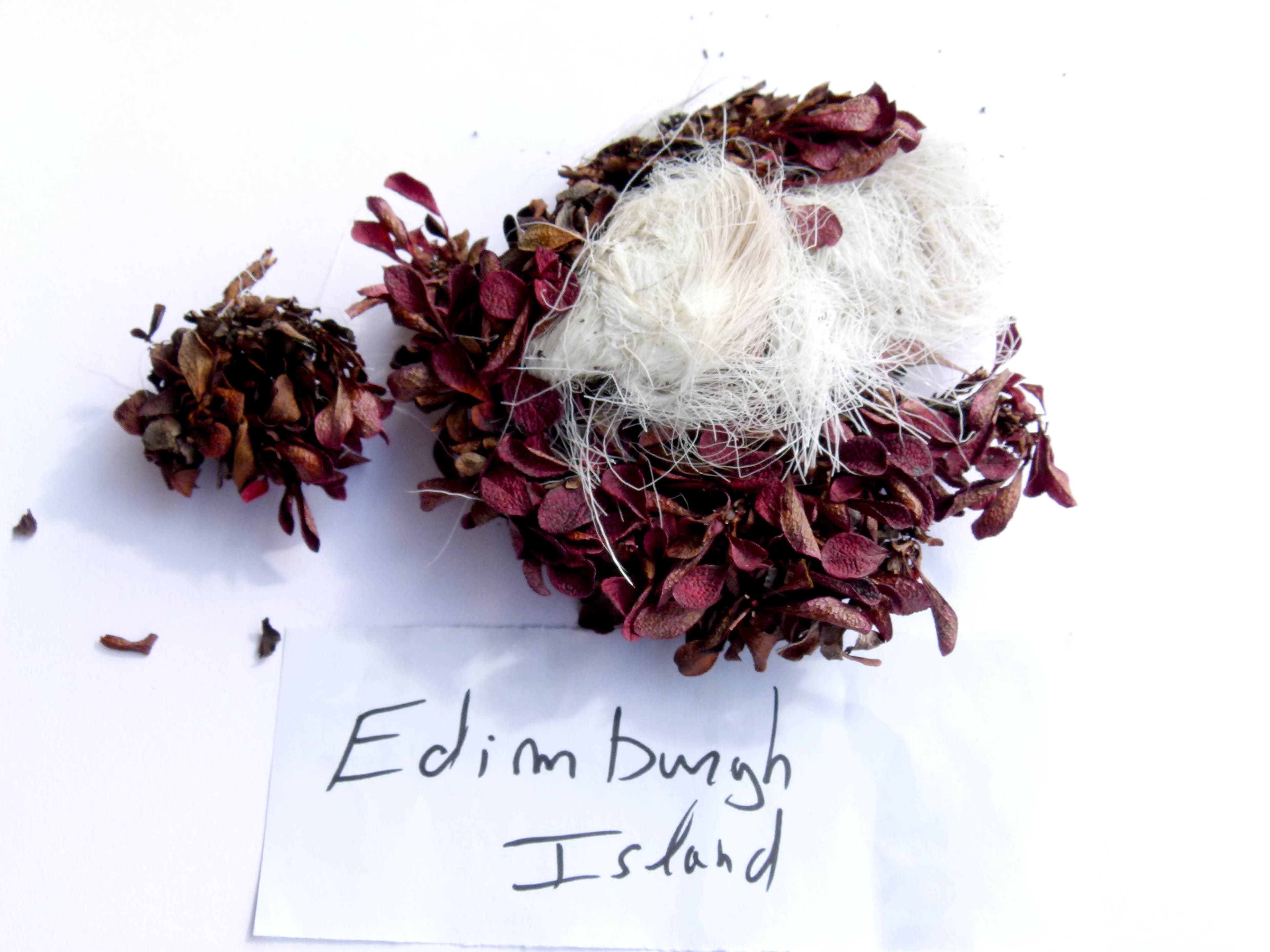 Edimburgh-Island.jpg