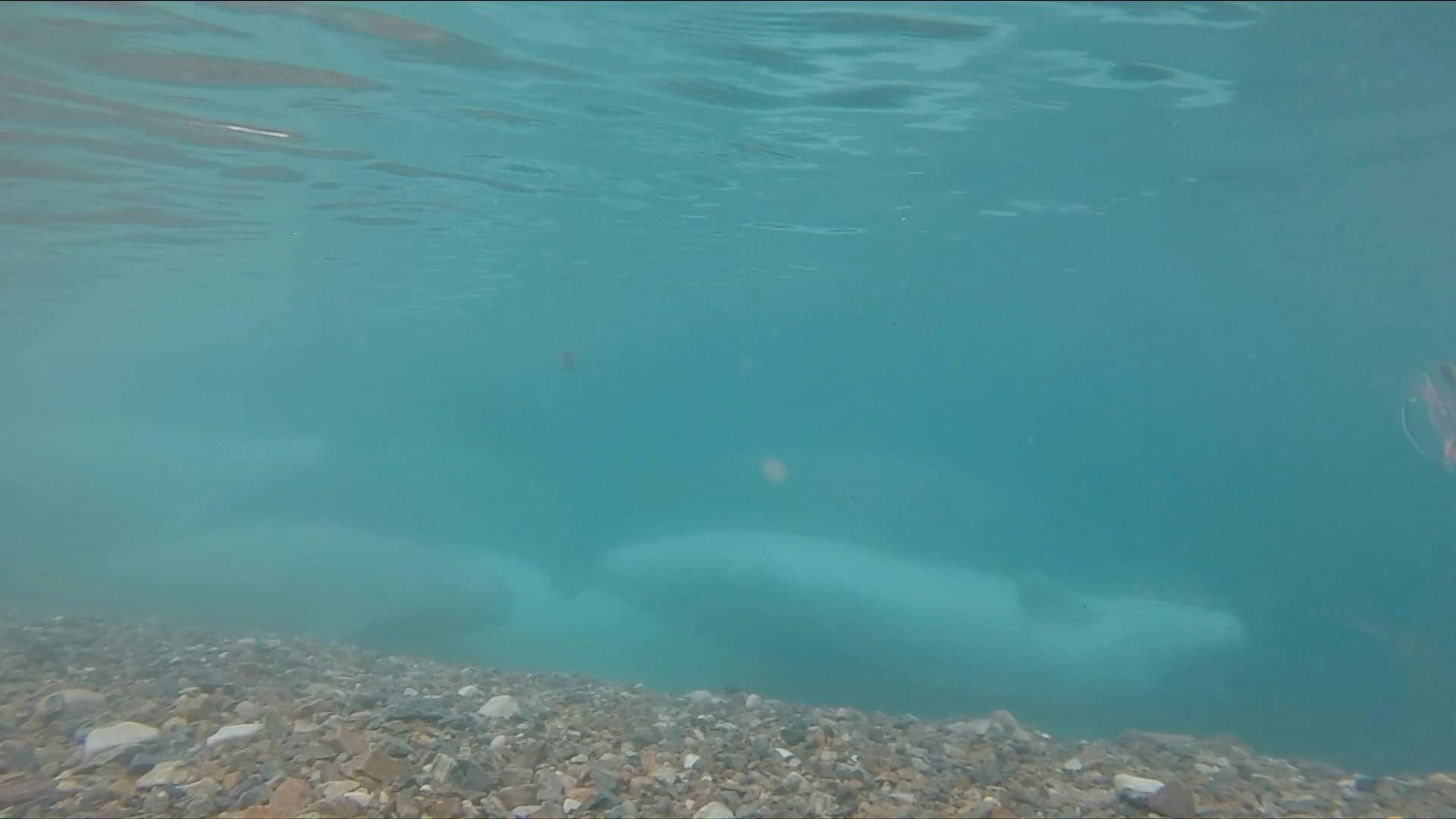 Beluga.jpg