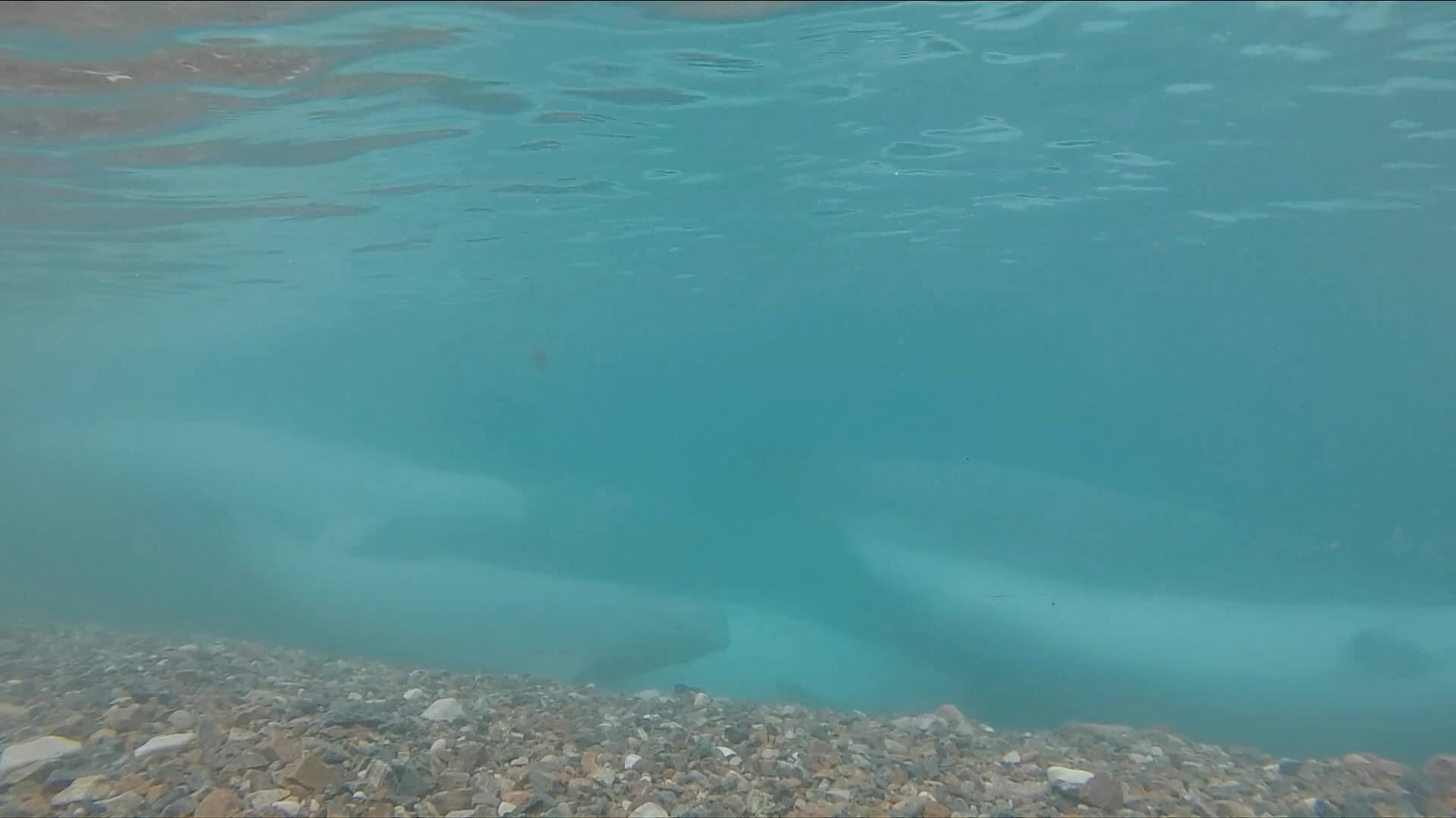 Beluga 2.jpg