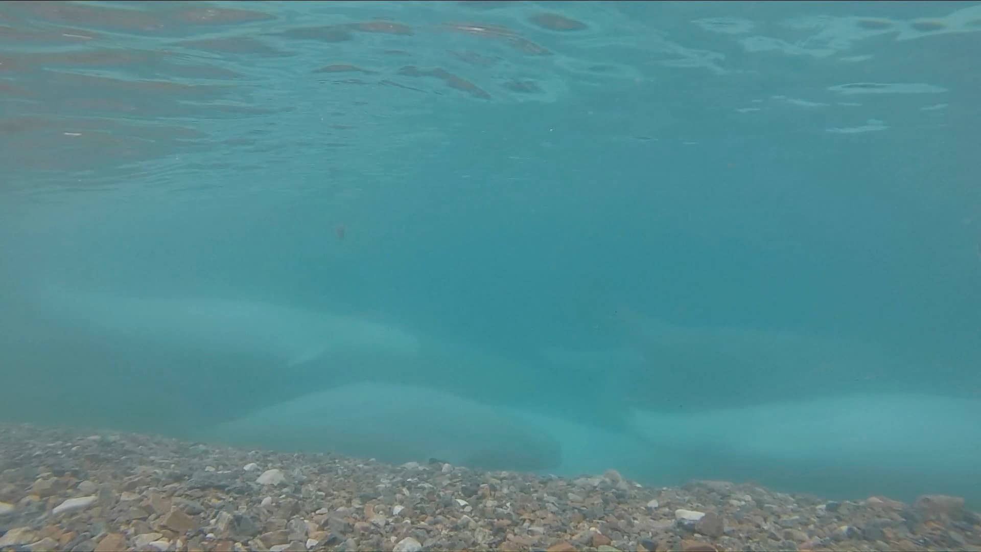 Beluga 3.jpg