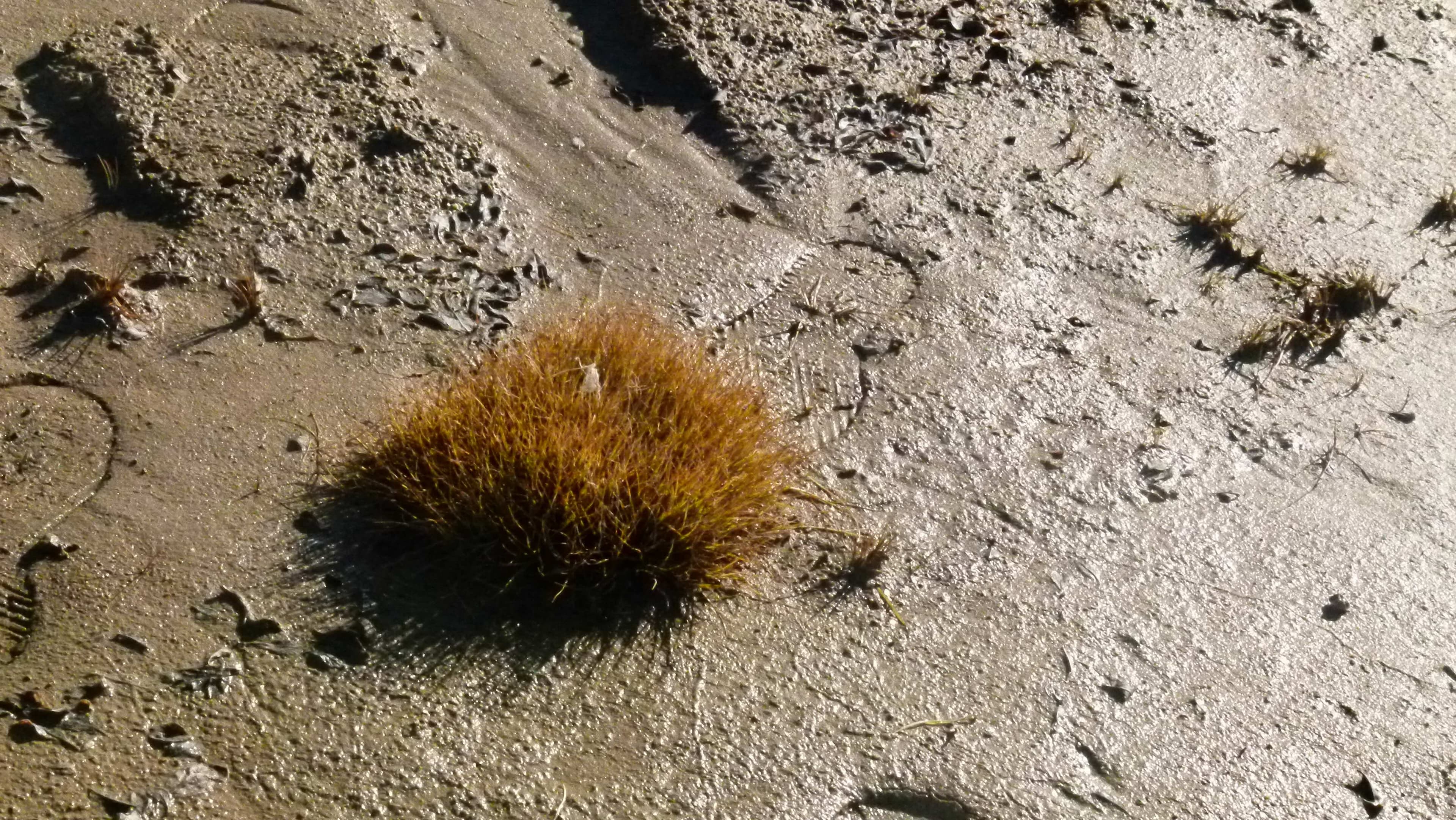 Jessse HArbour vegetal.jpeg