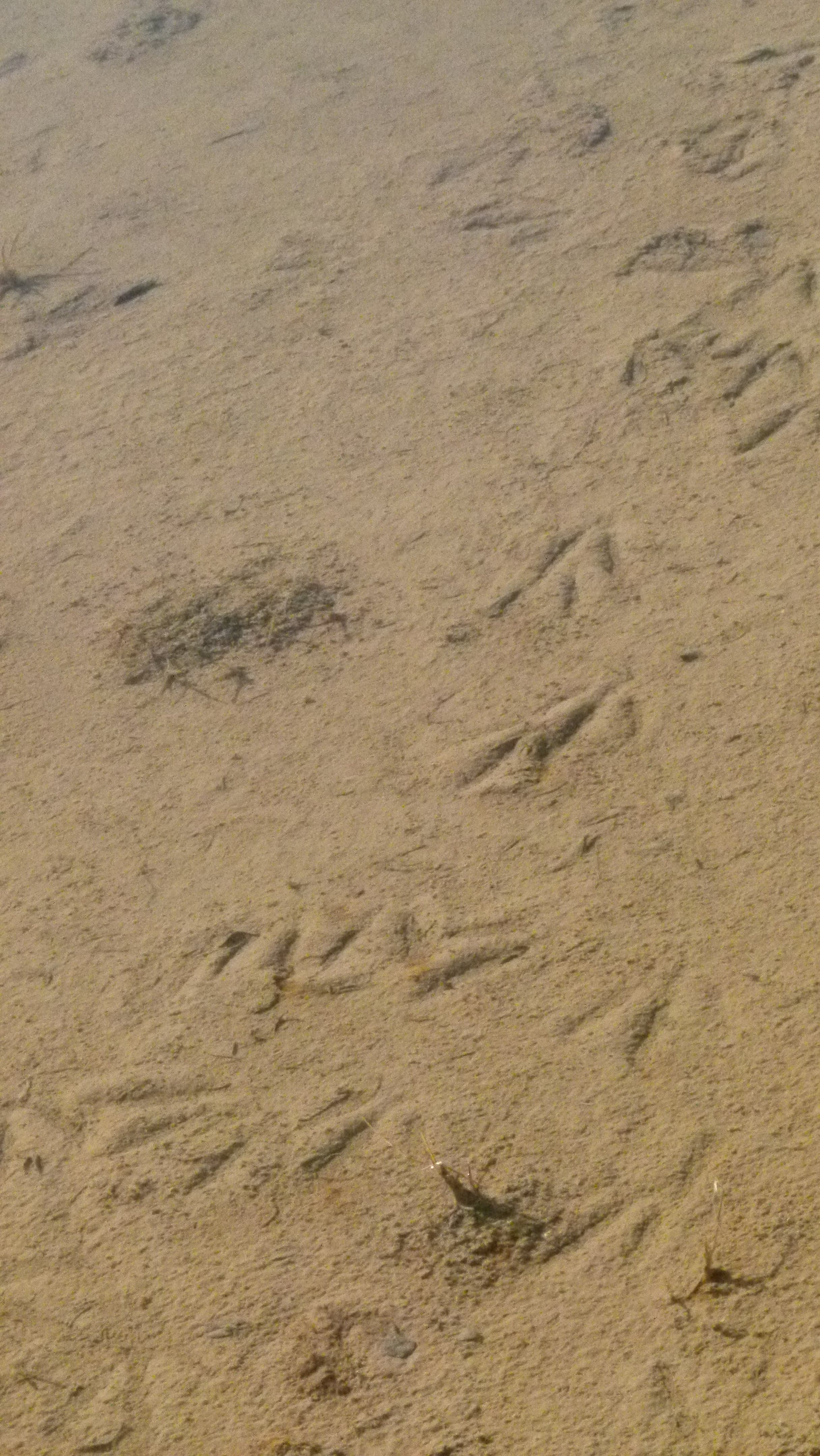 Jesse H Swan-tracks-min.JPG