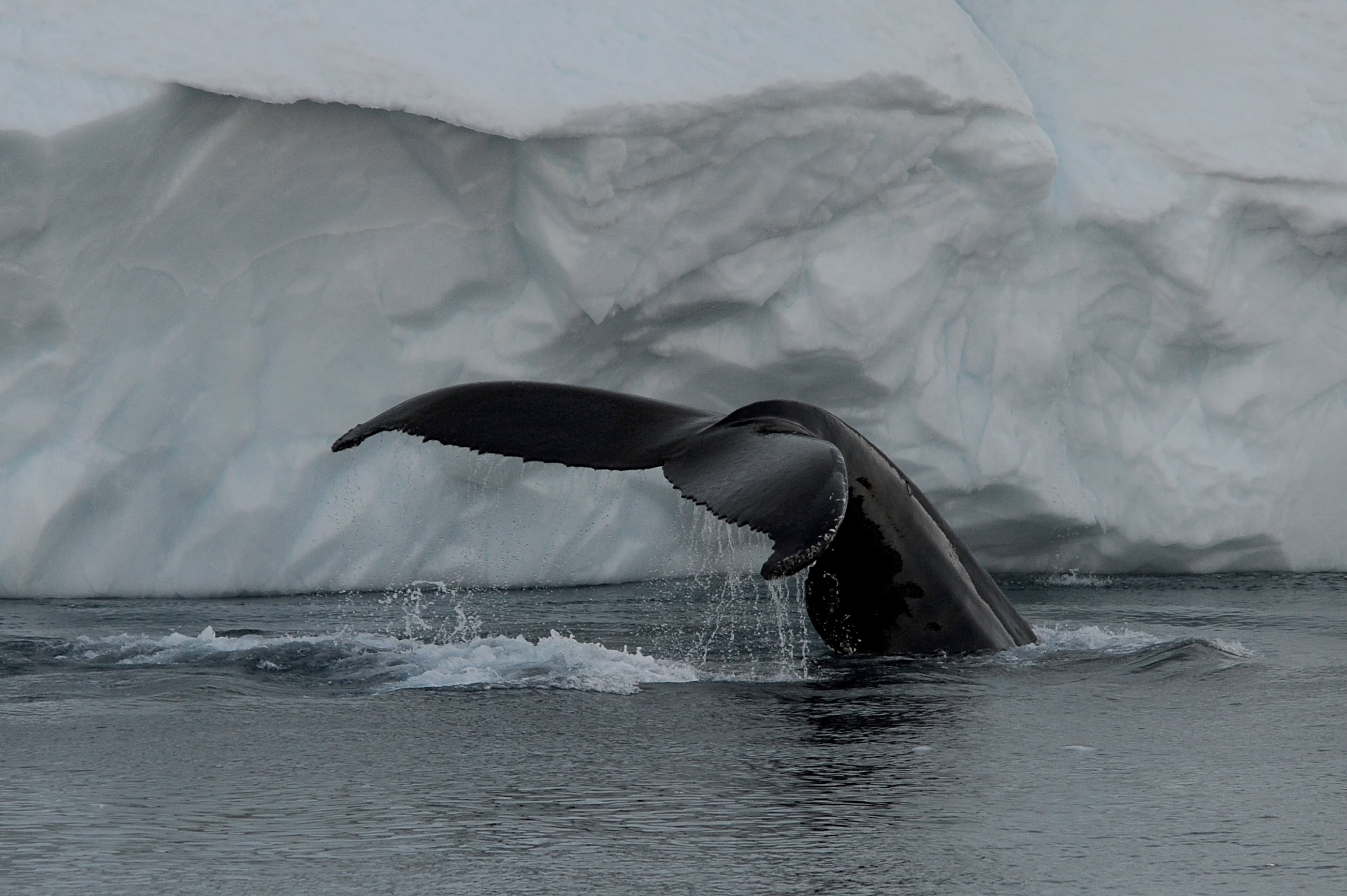 Disko Bay