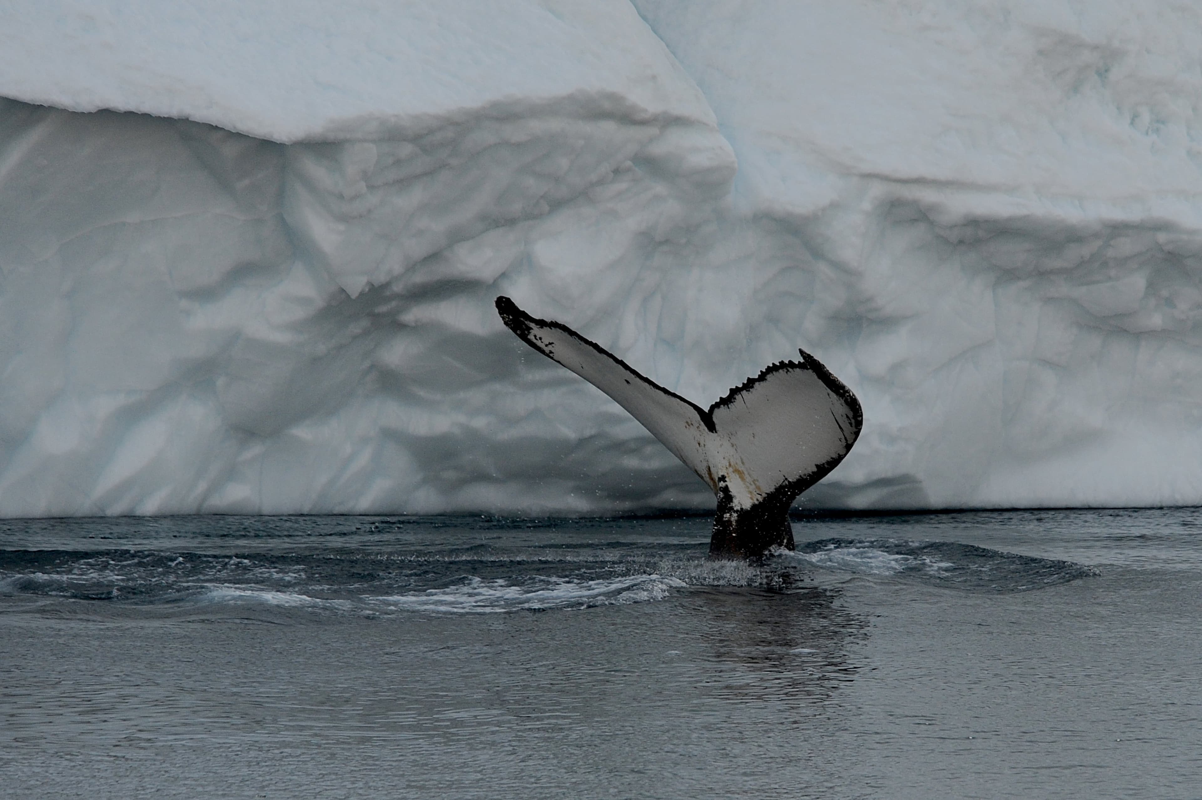 Disko Bay