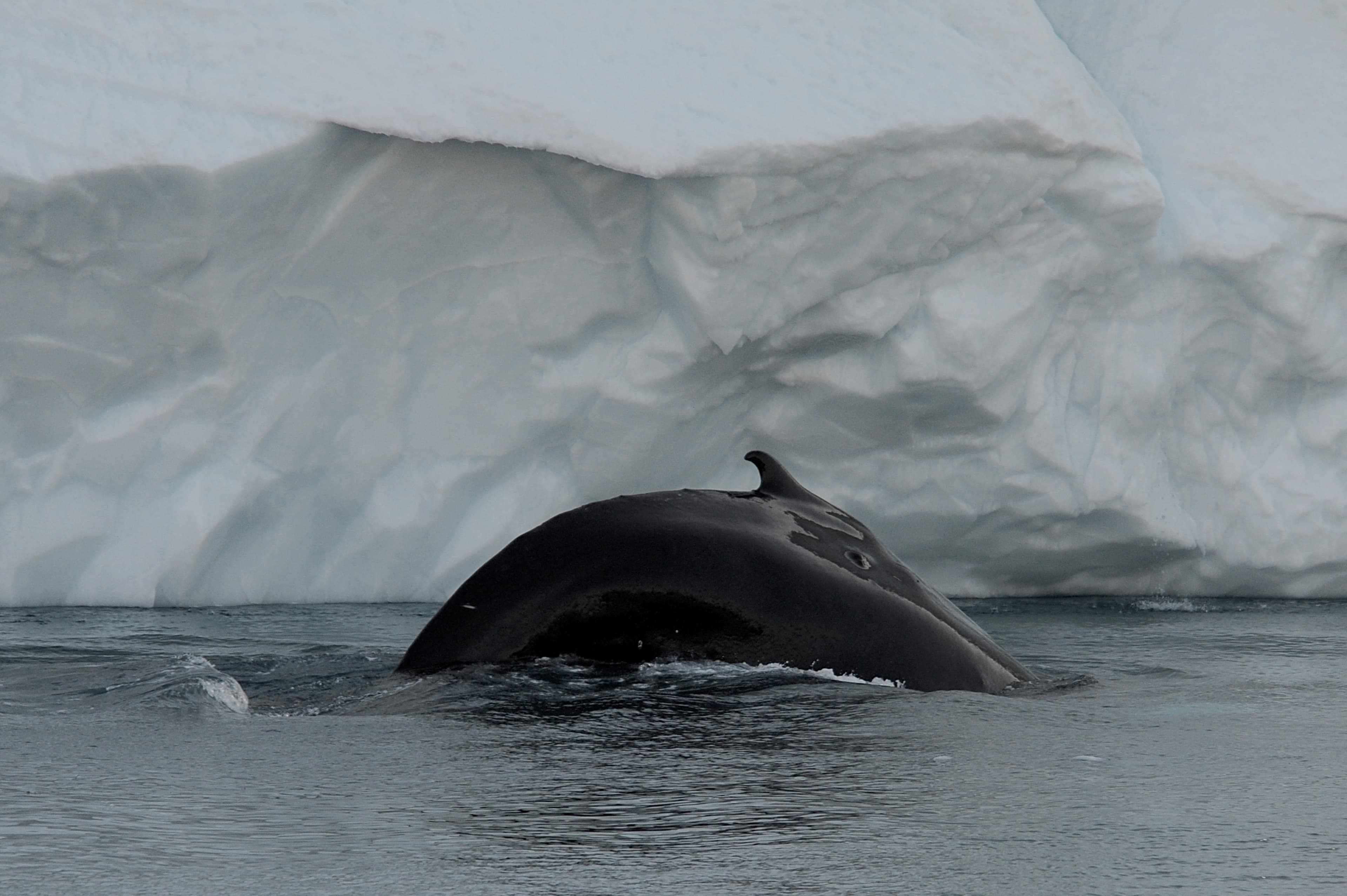Disko Bay