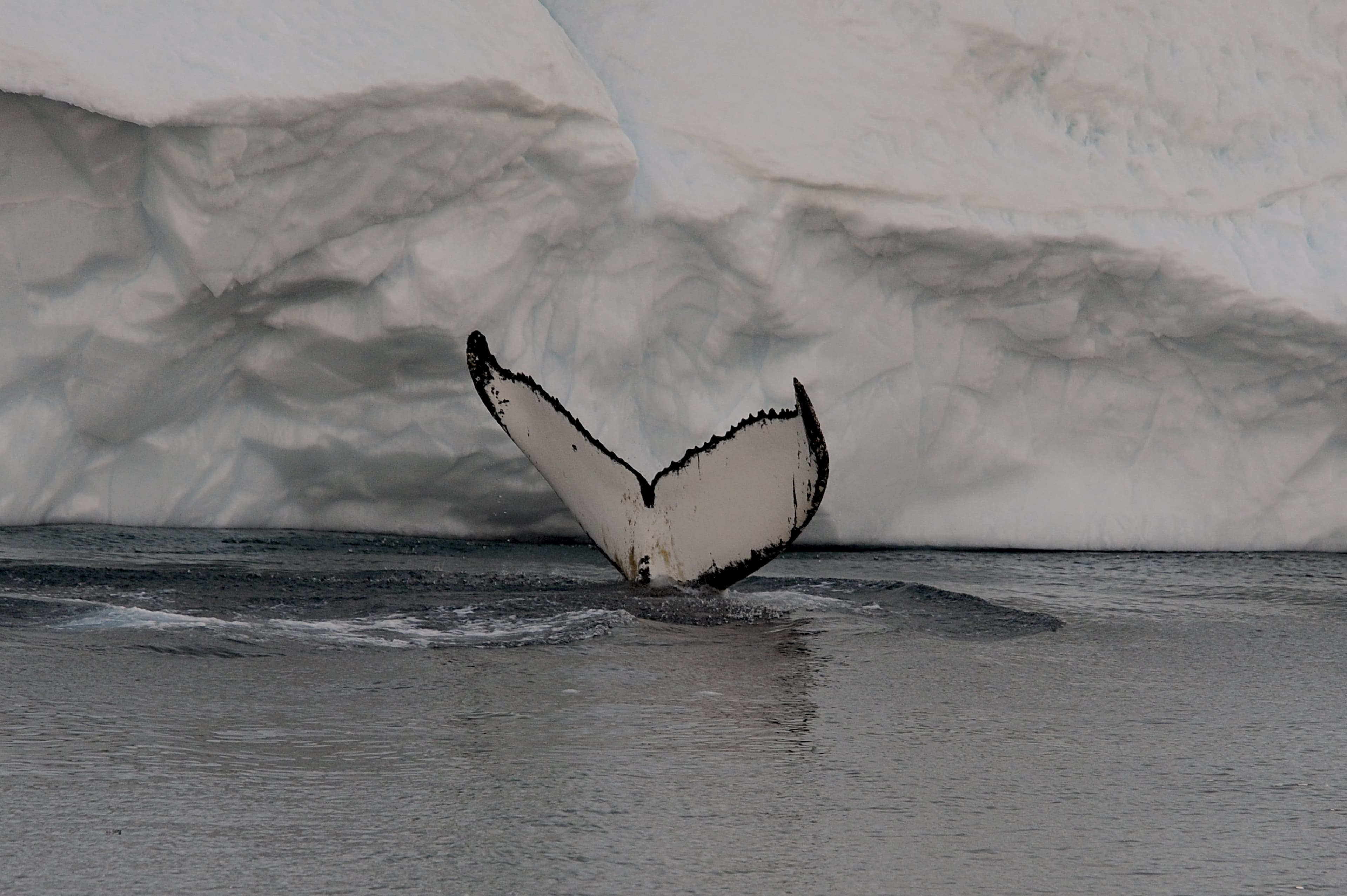 Disko Bay