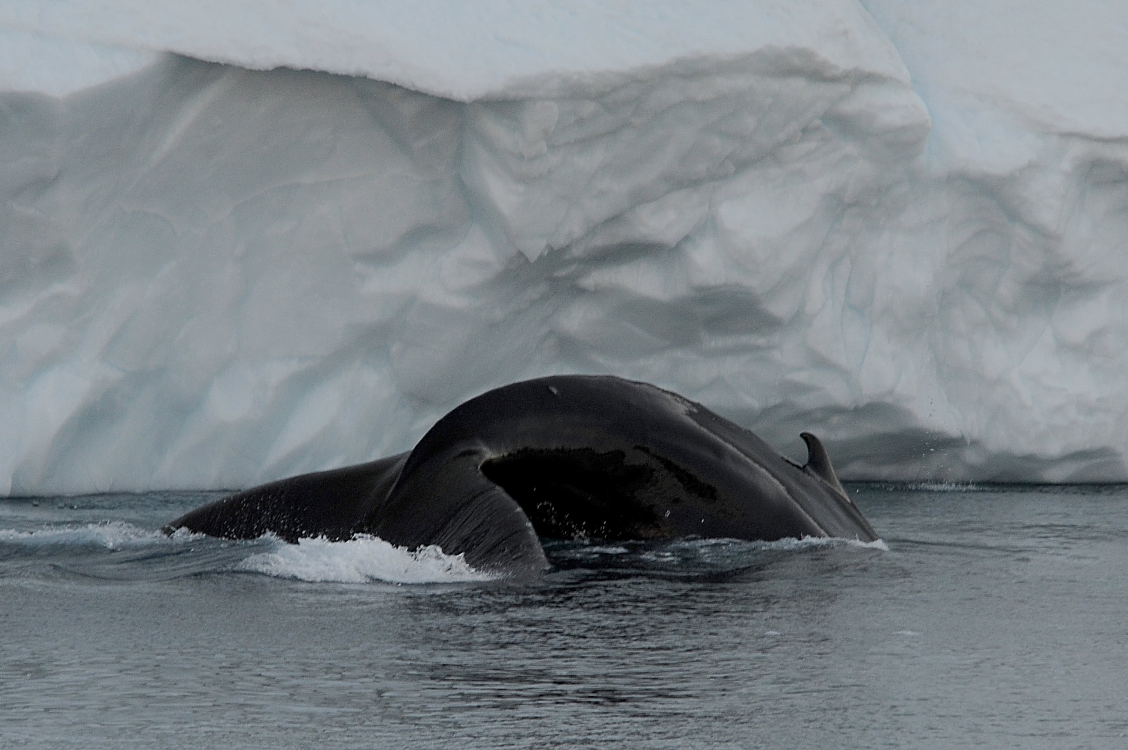 Disko Bay