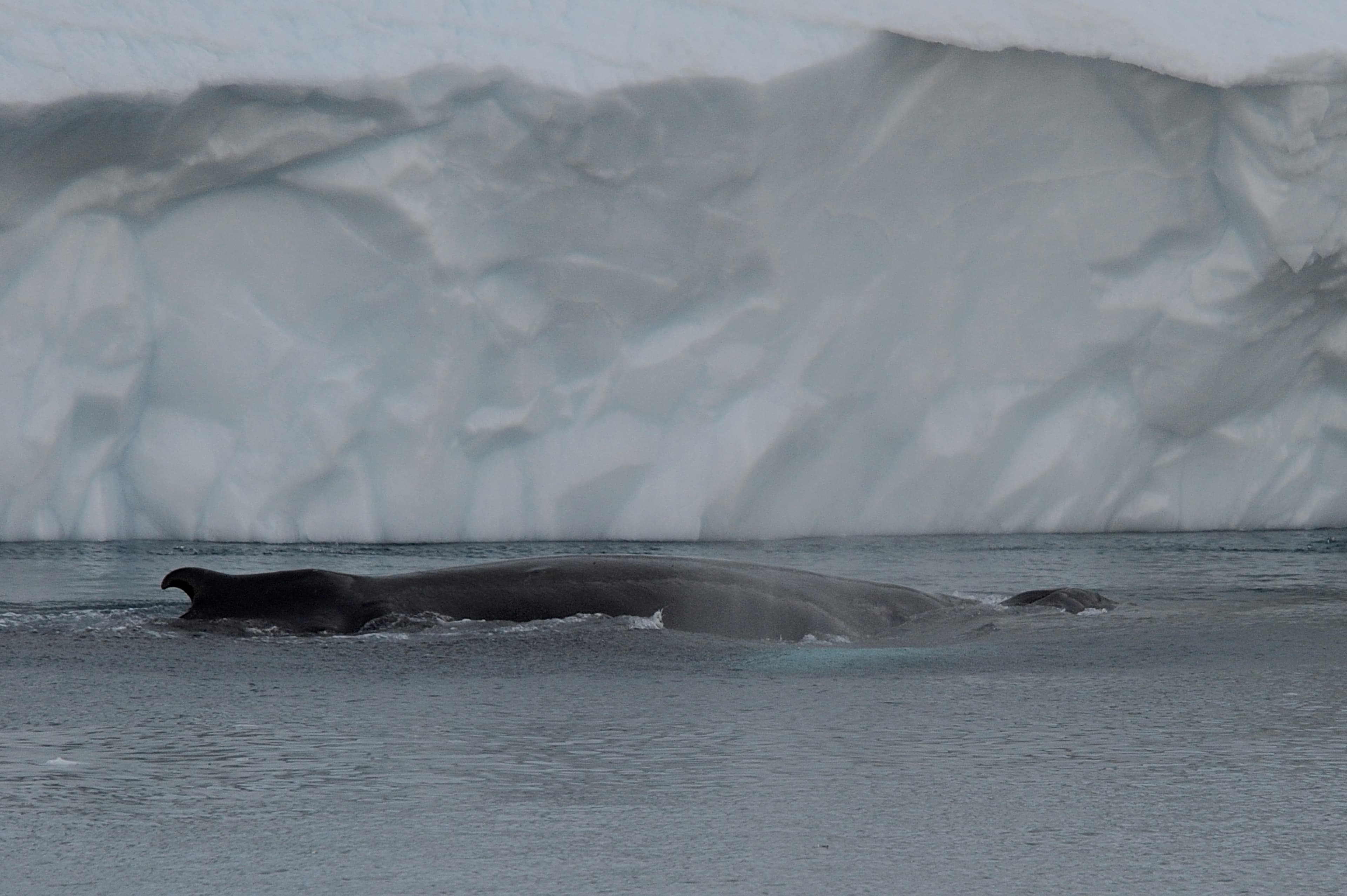 Disko Bay